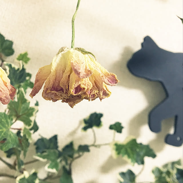 y---iさんの実例写真