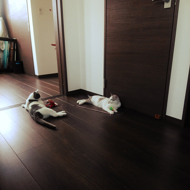 Mikaさんの実例写真