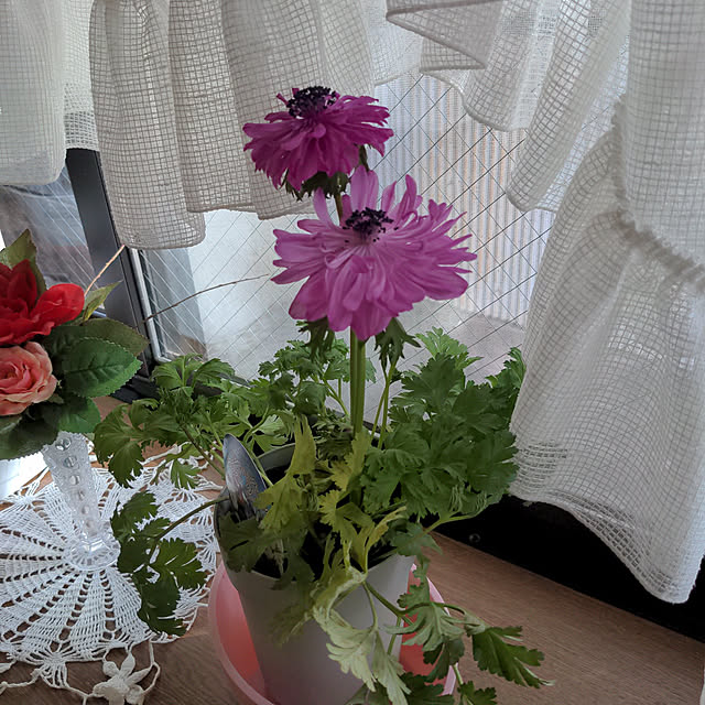 棚/観葉植物のインテリア実例 - 2022-03-02 09:03:27