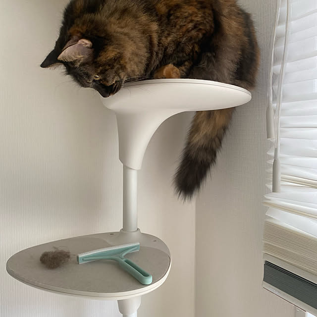 mikomaruさんの実例写真