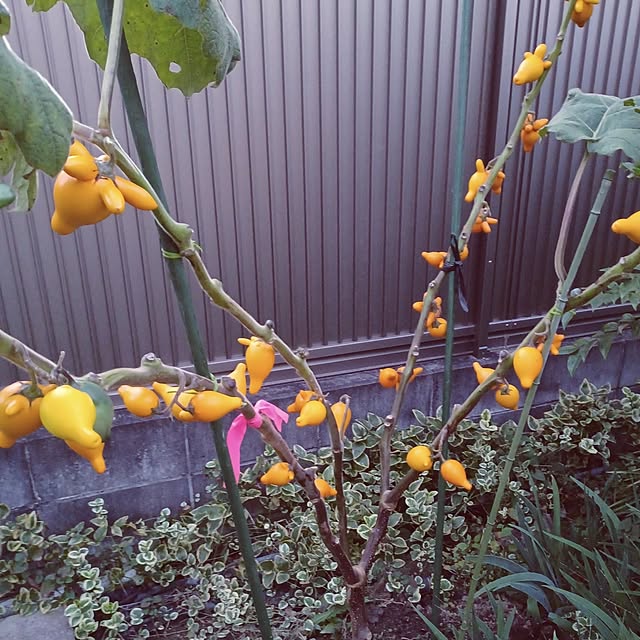 hiro-yさんの実例写真
