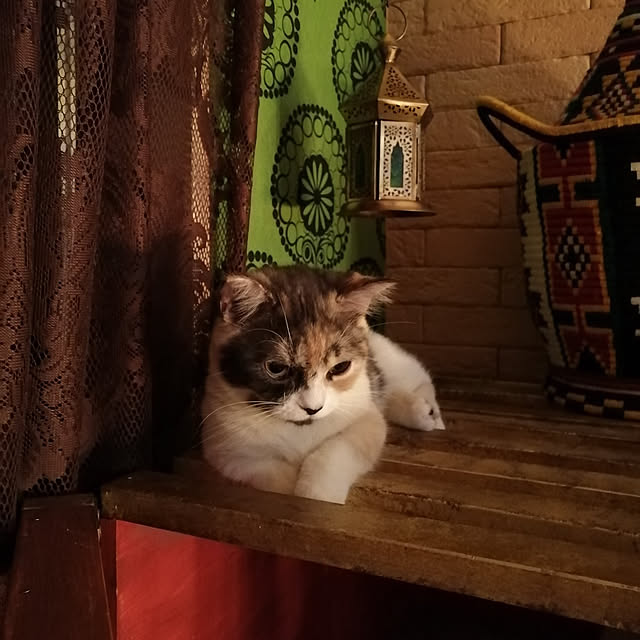 mikiさんの実例写真