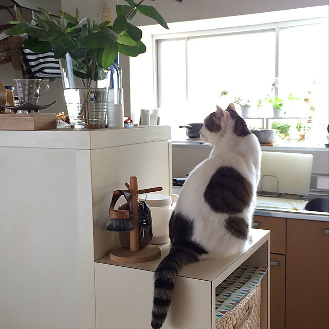kojiさんの実例写真
