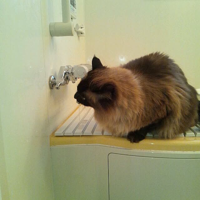 coroさんの実例写真