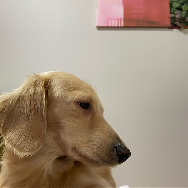 uninekoさんの実例写真