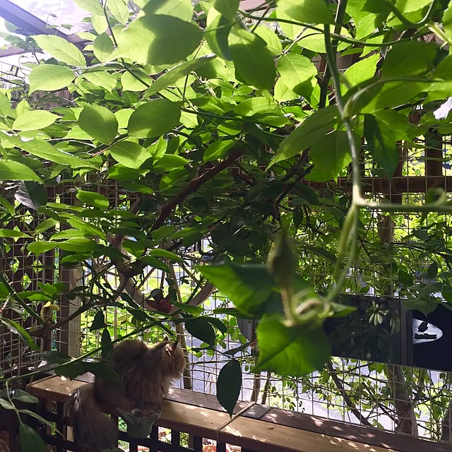 butachanさんの実例写真
