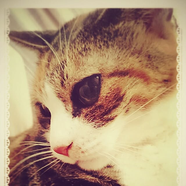 mofukoさんの実例写真