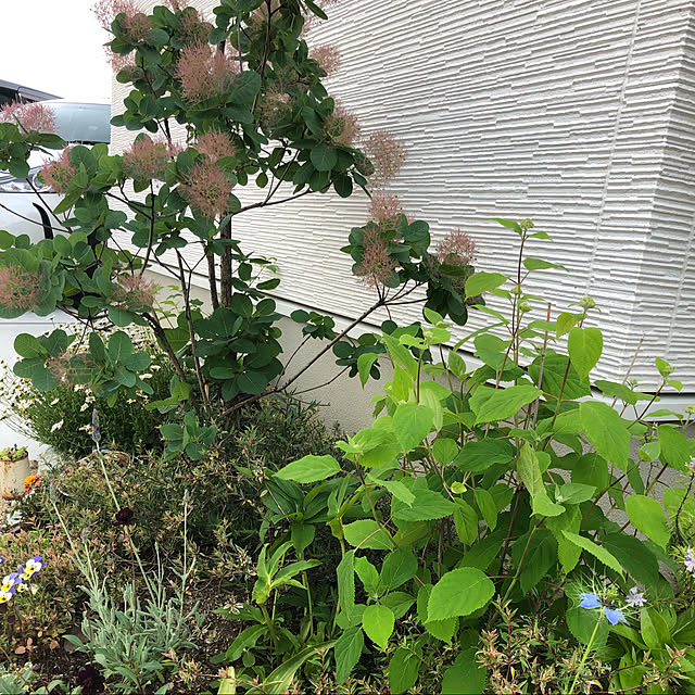 mint_homeさんの実例写真