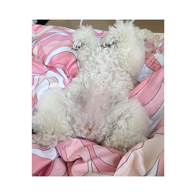 hnhncocoさんの実例写真