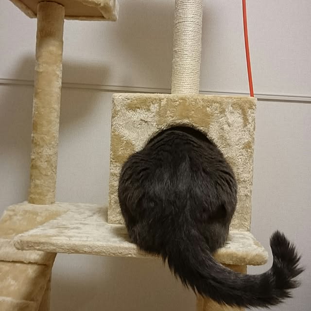 lalaさんの実例写真