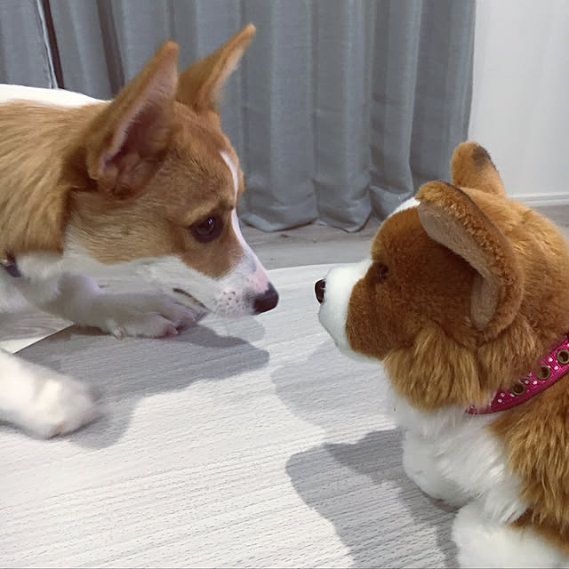 3ayuさんの実例写真