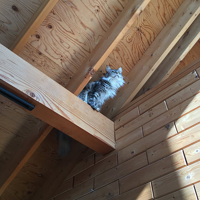 catさんの実例写真