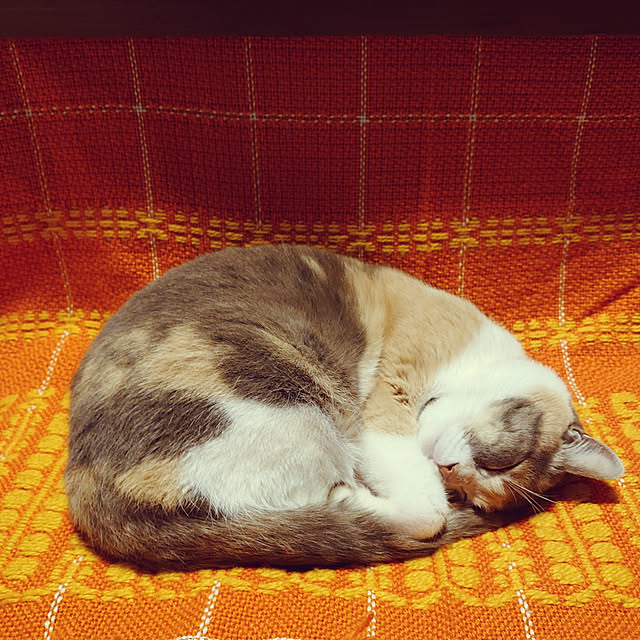 fukuさんの実例写真