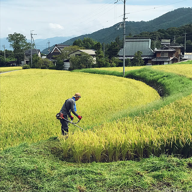 実例写真