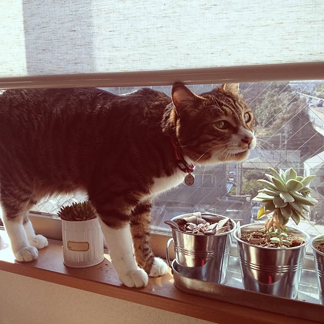 marieさんの実例写真