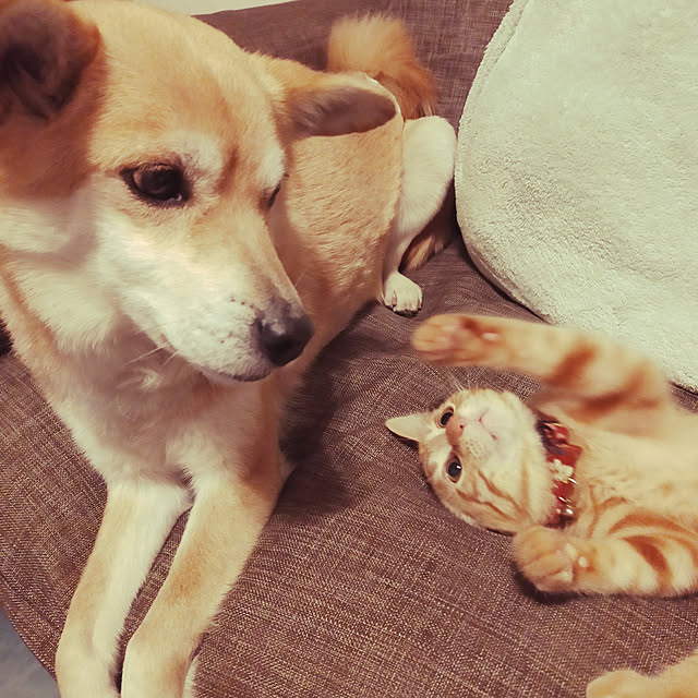 aiさんの実例写真