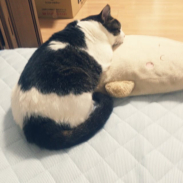 minkokoさんの実例写真