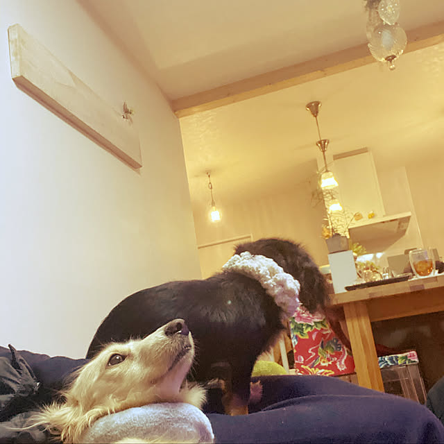 uninekoさんの実例写真