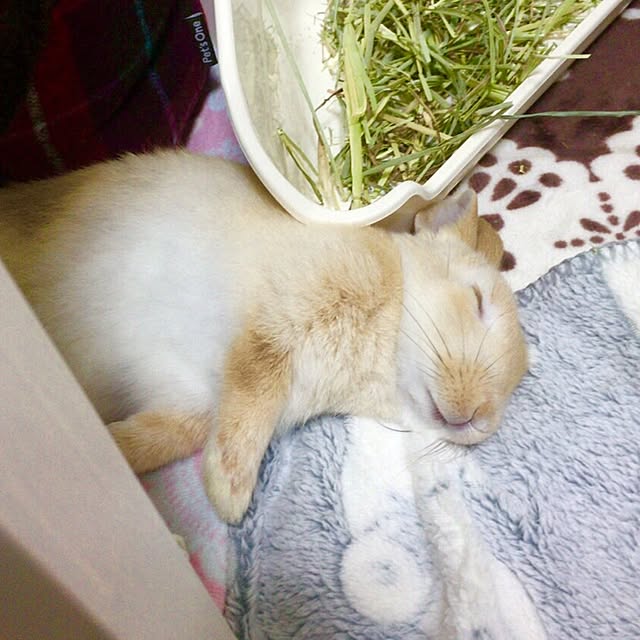 Rainさんの実例写真
