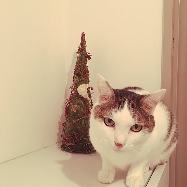 niko-25さんの実例写真
