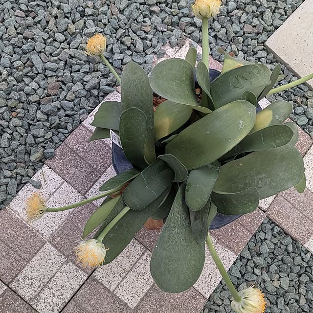 machikomamaさんの実例写真