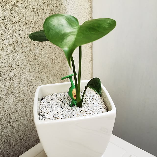 ssm0406さんの実例写真