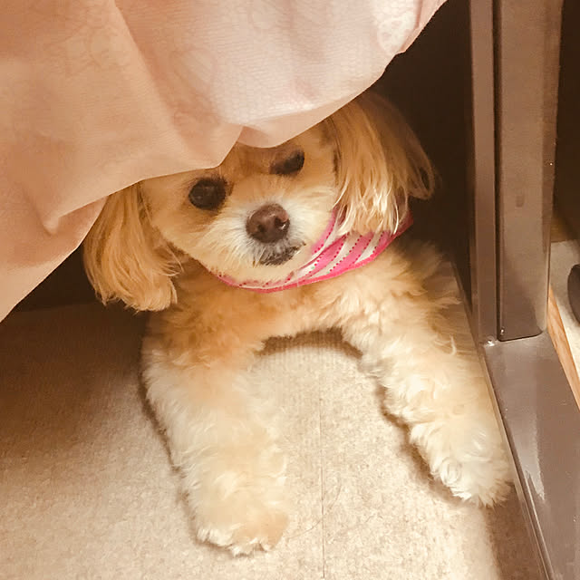 ECOさんの実例写真