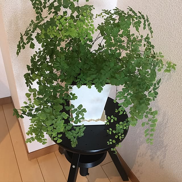 papurikaさんの実例写真