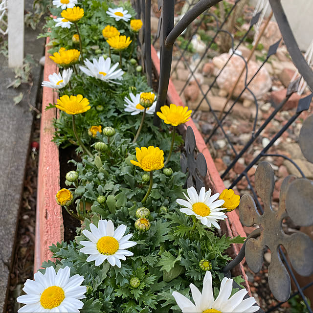 黄色/白/花のある暮らし/庭/寄せ植え...などのインテリア実例 - 2022-03-12 17:52:08