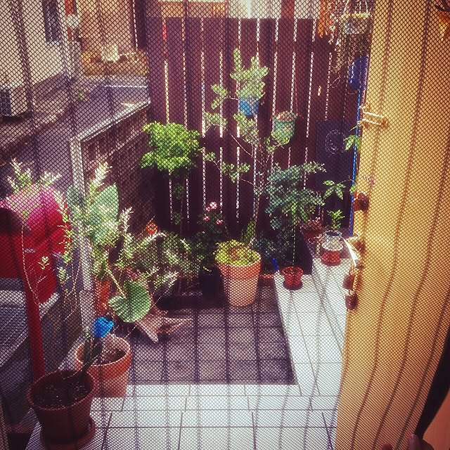 minomonさんの実例写真