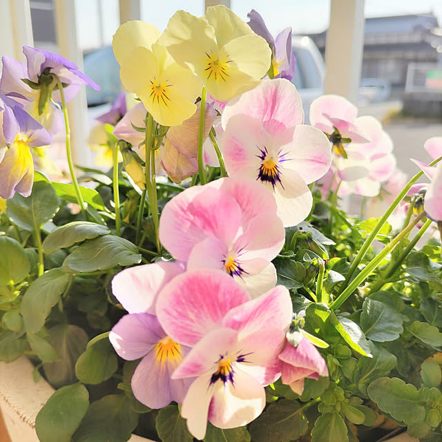 naopyiさんの実例写真