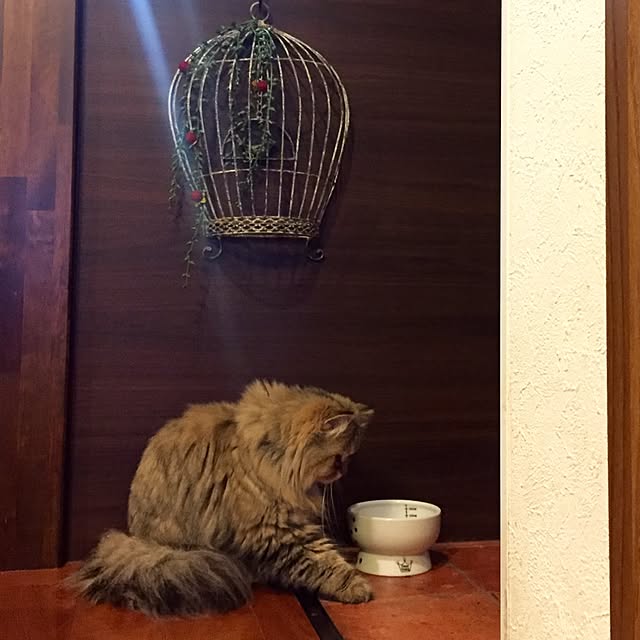 butachanさんの実例写真