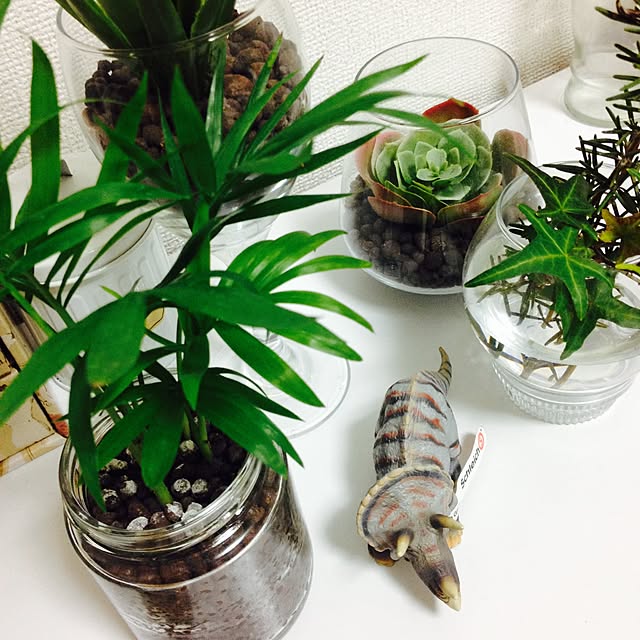 リビング/恐竜/植物/観葉植物のインテリア実例 - 2015-03-29 21:23:47
