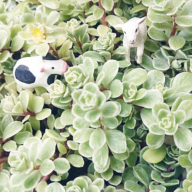 rookier05さんの実例写真