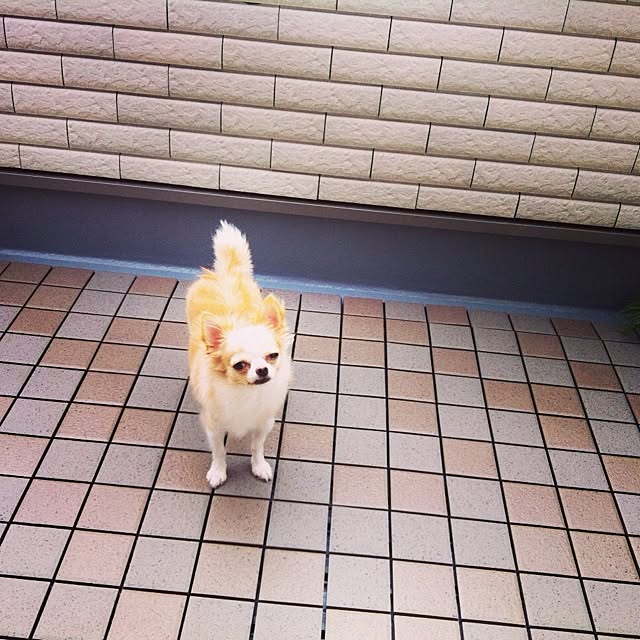 miさんの実例写真
