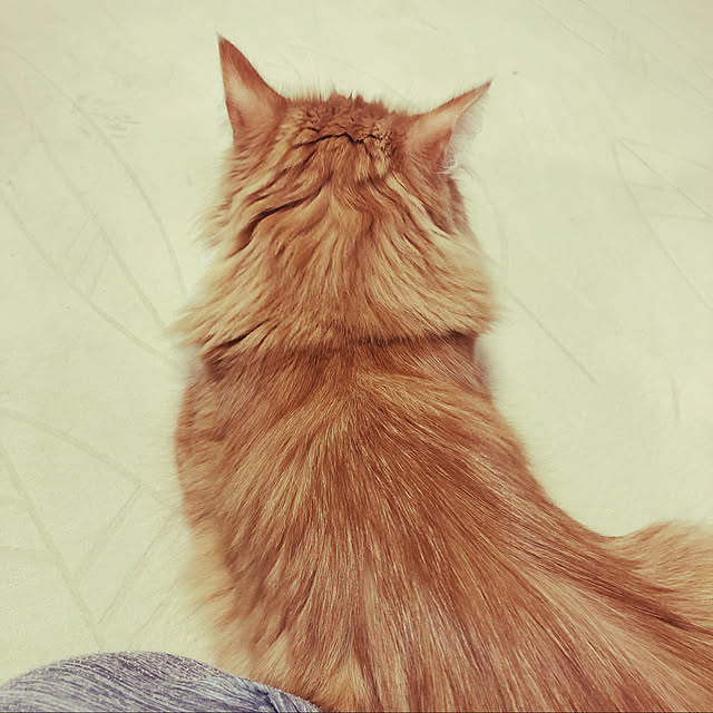 uchidaizuさんの実例写真