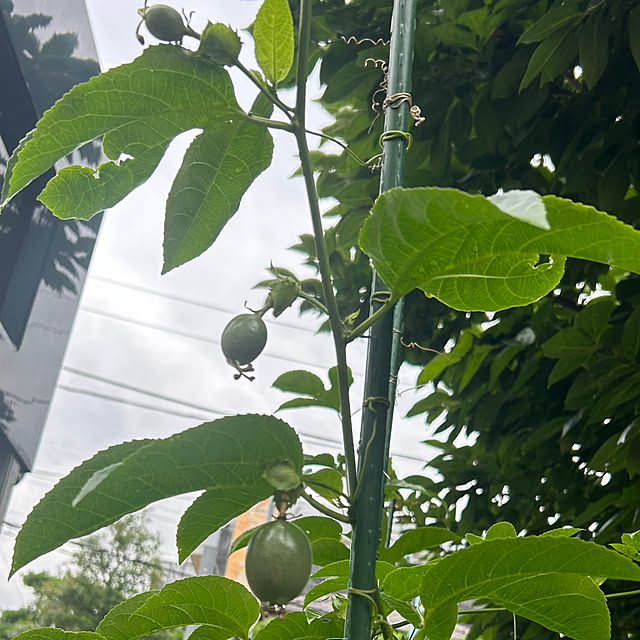 botanさんの実例写真