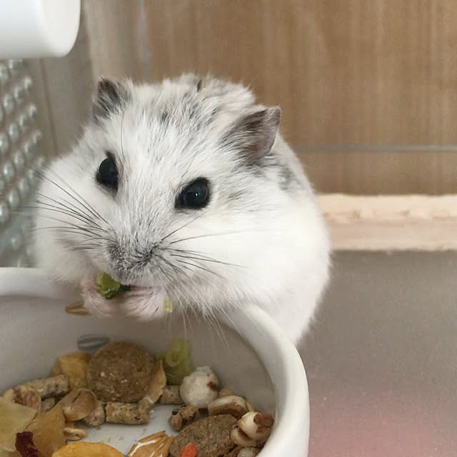 senamamaさんの実例写真