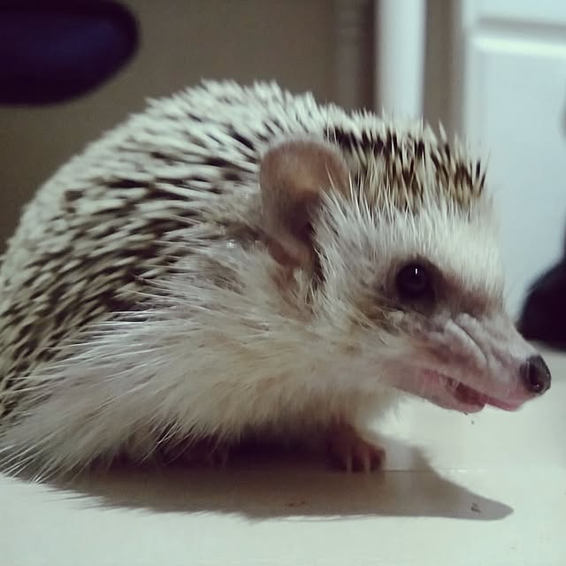 kuruさんの実例写真