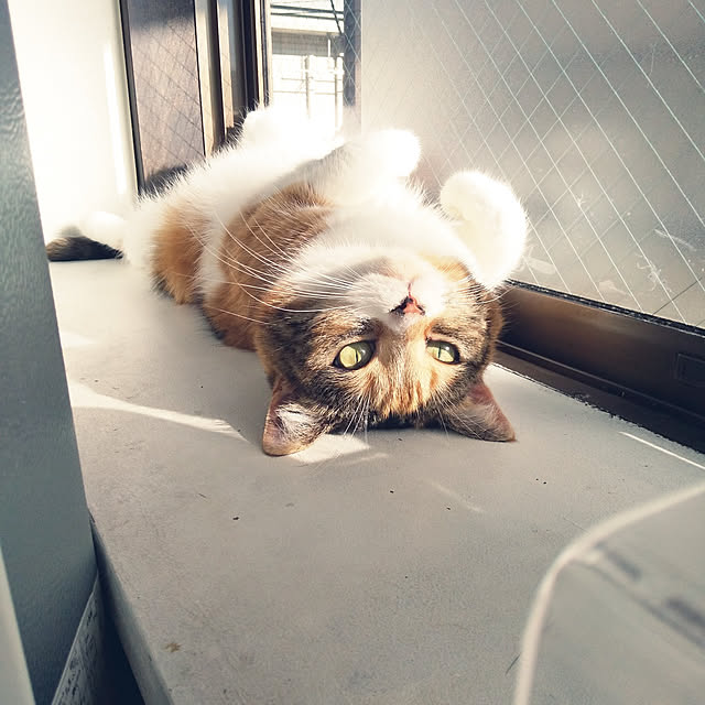yukieさんの実例写真