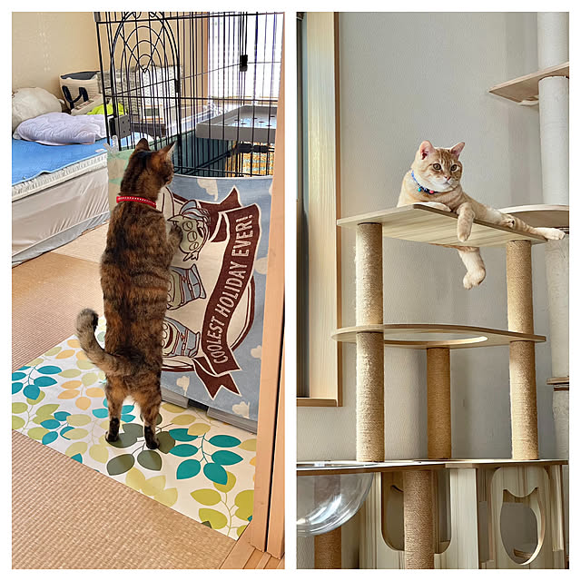 chiiさんの実例写真