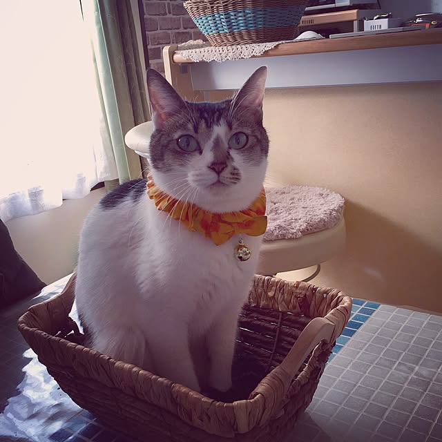 miiko3さんの実例写真