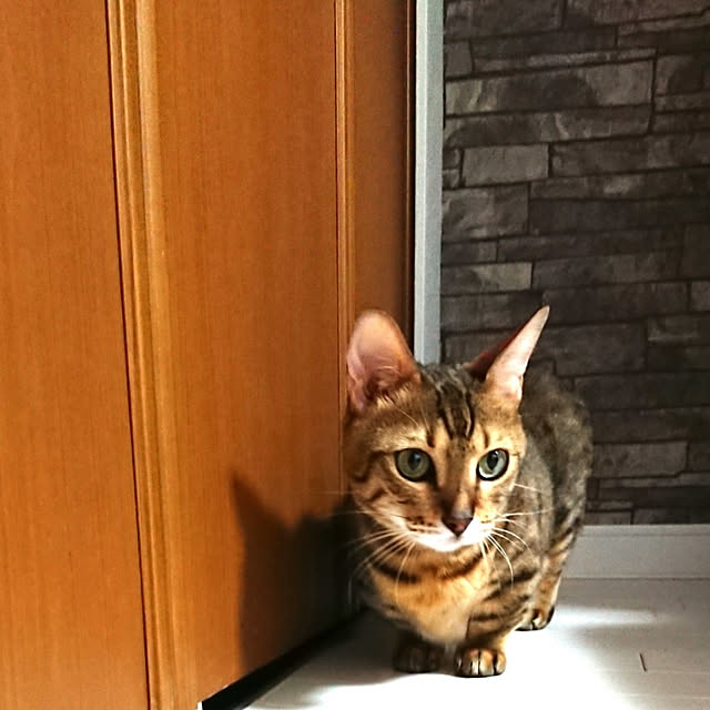 rikiponpanさんの実例写真