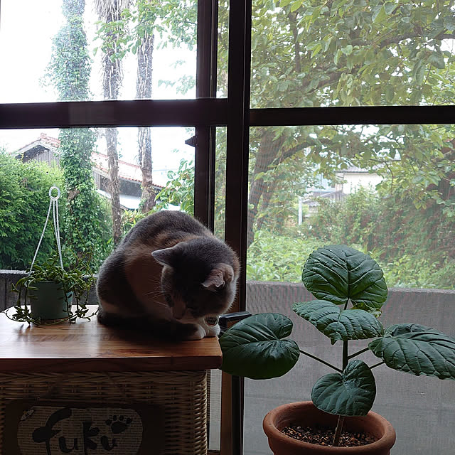 fukuさんの実例写真