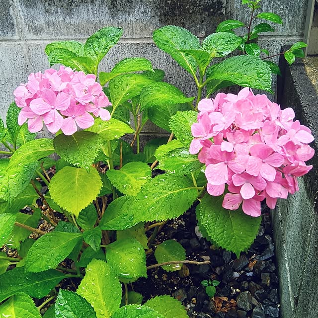 h.t.さんの部屋