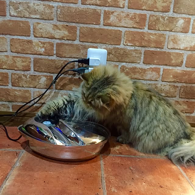 butachanさんの実例写真