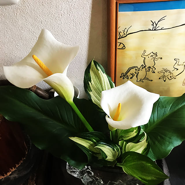 植物のある暮らし/ガーデニング/玄関/入り口のインテリア実例 - 2021-05-23 21:37:49