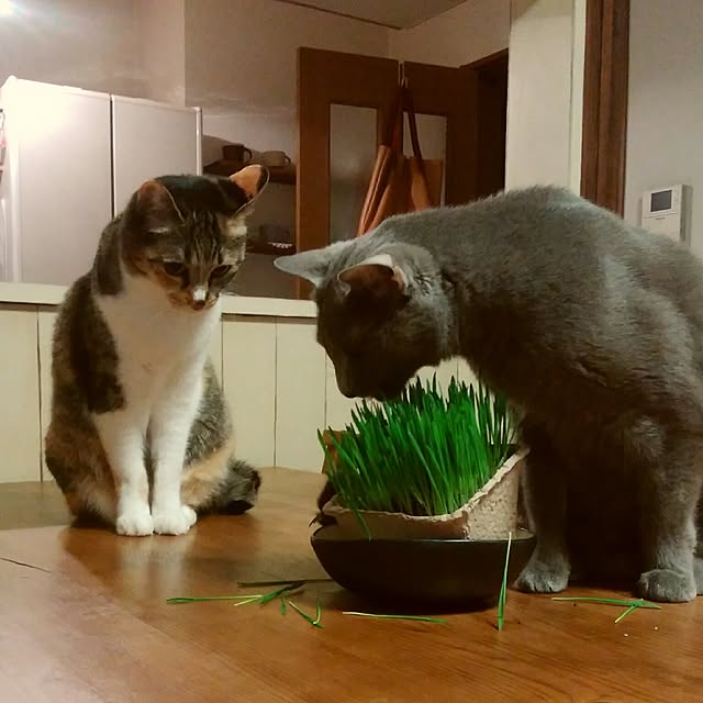 tomo1220さんの実例写真