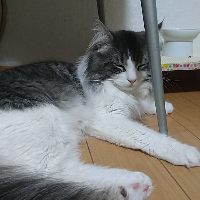 shinobuさんの実例写真