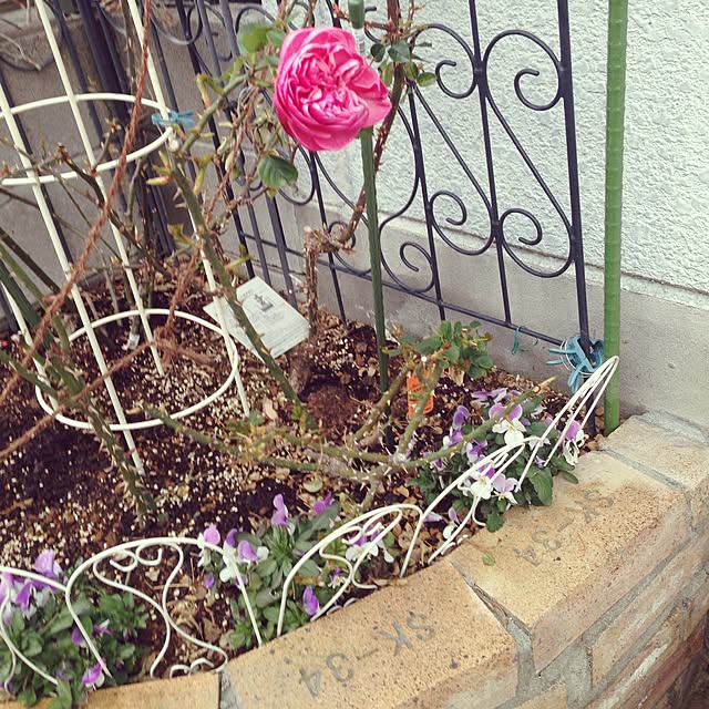 greenroseさんの実例写真